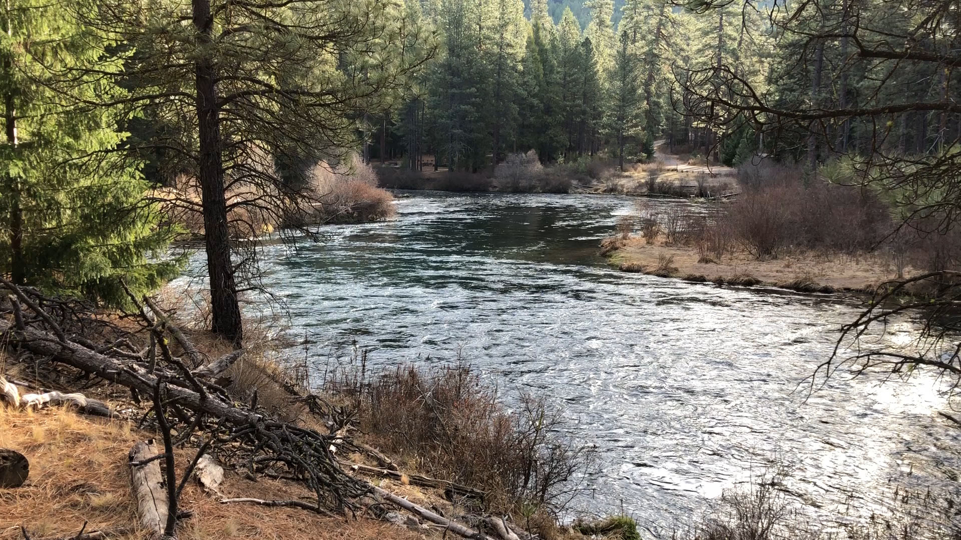 Fly Fishing On The Metolius River | Bend Fly Fishing Guide